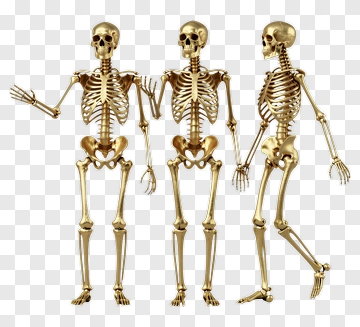 3D Golden Skeletons In Various Poses PNG