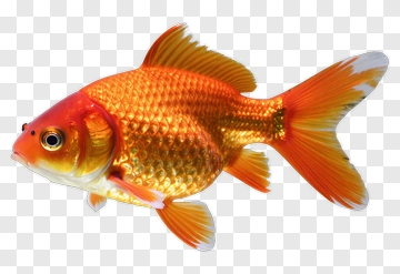 Goldfish Swimming PNG