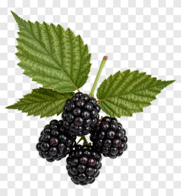 Blackberries With Leaves PNG