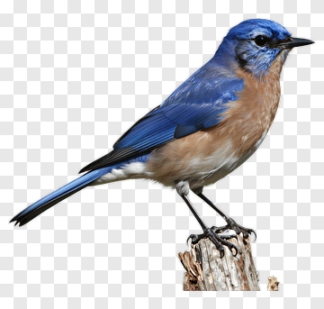 Blue Bird Standing On A Log PNG