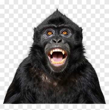 Angry Gorilla Showing Teeth PNG