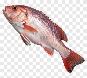 Realistic Red Snapper Fish PNG