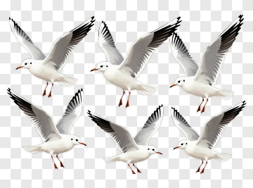 Seagulls Flying In Formation PNG