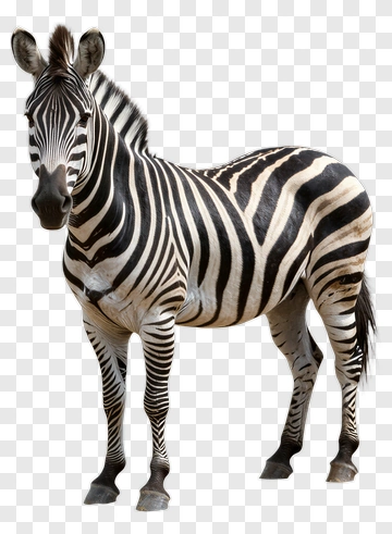 Zebra Standing In Profile PNG