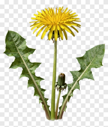Yellow Dandelion Flower PNG