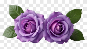 Purple Roses With Green Leaves PNG