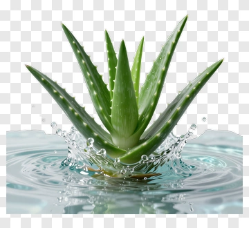 Aloe Vera Plant Splashing In Water PNG