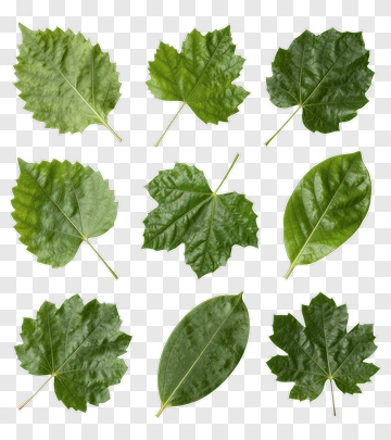 Collection Of Green Leaves PNG