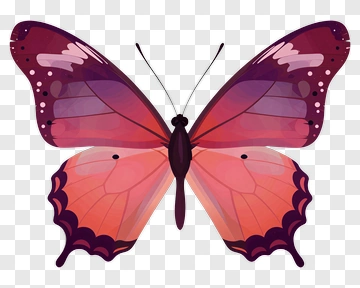 Colorful Butterfly With Detailed Wings PNG