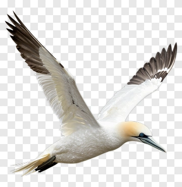Bird In Flight PNG