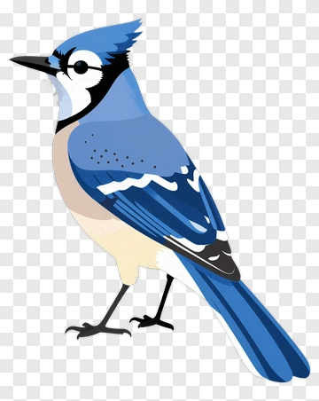 Blue Jay Bird Illustration PNG