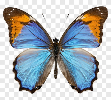 Blue Butterfly With Orange Highlights PNG