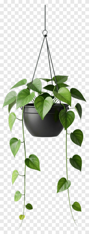 Hanging Potted Plant With Green Leaves PNG
