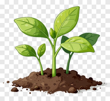 Green Seedlings Growing In Soil PNG