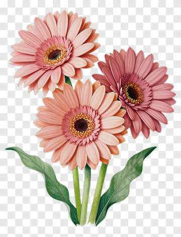 Pink And Peach Flower Bouquet PNG