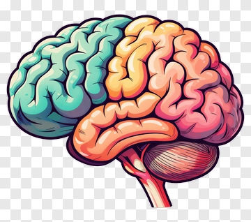 Colorful Brain Illustration PNG