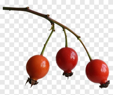 Rosehip Berries On A Branch PNG
