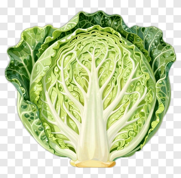 Detailed Cabbage With Visible Inner Structure PNG