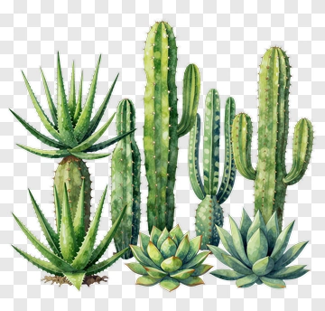 Collection Of Cacti And Succulents PNG