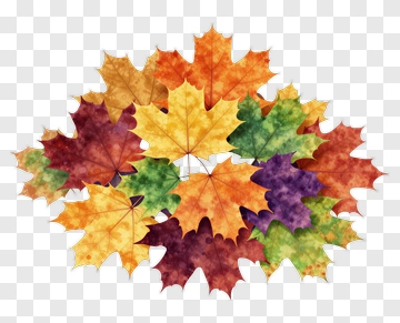 Colorful Autumn Leaves PNG