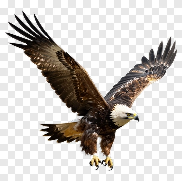 Eagle In Flight PNG