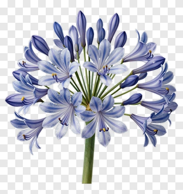 Agapanthus Flower Bouquet PNG