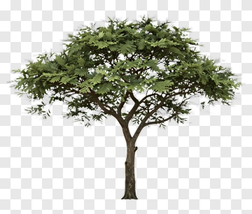 Green Tree PNG