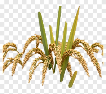 Rice Plant With Grain Heads PNG