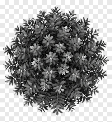 Black And White Fern Plant PNG