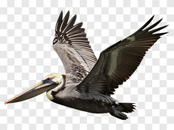 Brown Pelican In Flight PNG