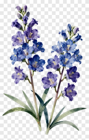 Colorful Bluebell Flowers PNG