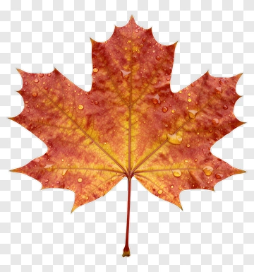 Autumn Maple Leaf With Water Droplets PNG