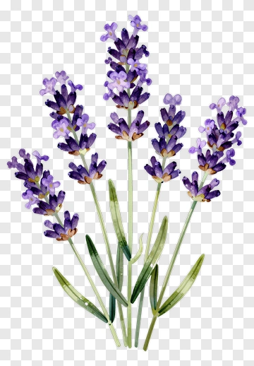 Lavender Flower Bouquet PNG
