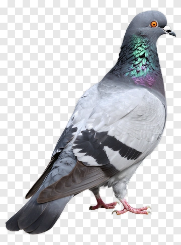 Pigeon With Colorful Neck Feathers PNG