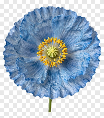 Blue Flower With Yellow Center PNG