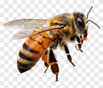 Honey Bee Close-Up PNG
