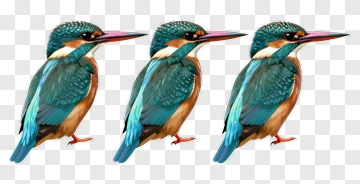 Colorful Kingfisher Bird PNG