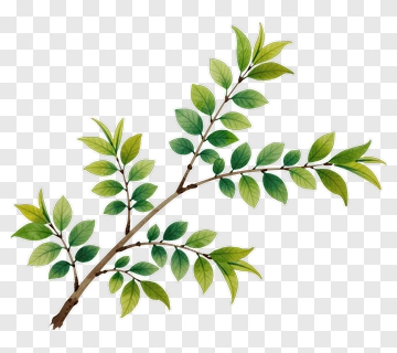 Green Leafy Branch PNG