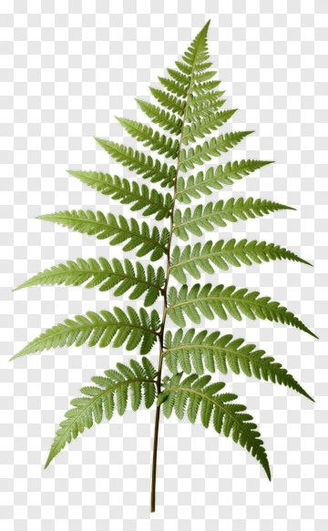 Fern Leaf PNG