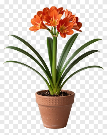 Orange Flowering Plant In A Pot PNG