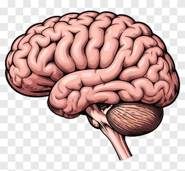 Detailed Brain Illustration PNG