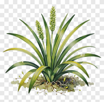 Green Plant With Tall Grass Blades PNG
