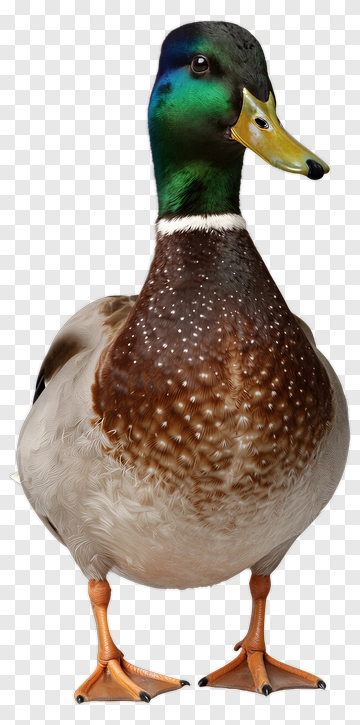 Male Mallard Duck Standing PNG