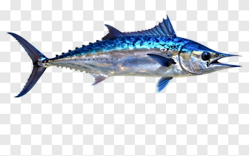 Blue Fish Swimming PNG