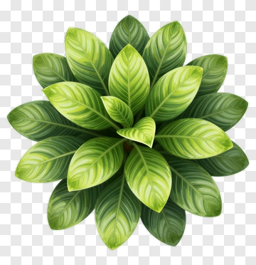 Green Leafy Plant Top View PNG