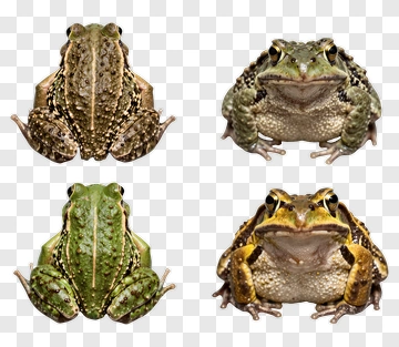 Collection Of Frogs PNG