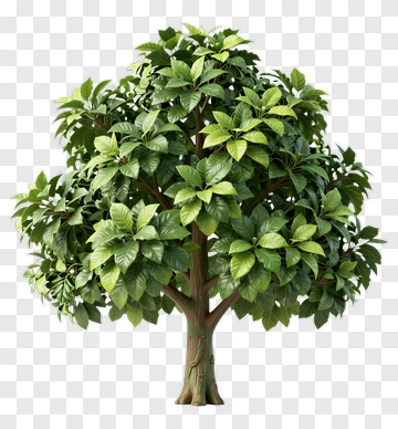 Realistic Tree With Green Leaves PNG