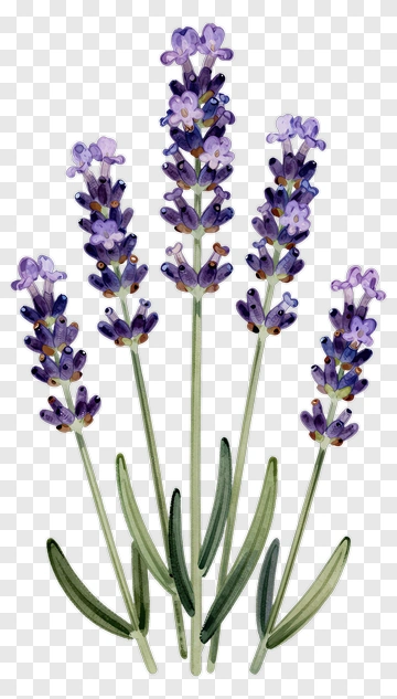 Watercolor Lavender Flowers PNG