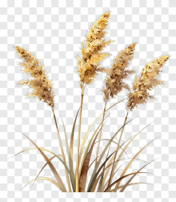 Pampas Grass Arrangement PNG