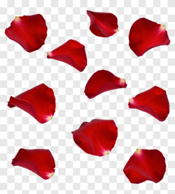 Red Rose Petals PNG